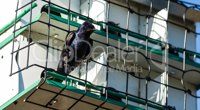 Purple martin Progne subis bird in a birdhouse