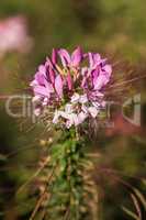 Pink Cleome flowers Cleome hassleriana