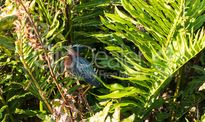 Scruffy little green heron Butorides virescens