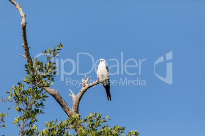 White and grey male swallow-tailed kite Elanoides forficatus