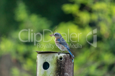 Nesting Eastern bluebird Sialia sialis with twigs in its beak