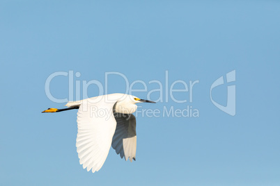 Great white egret Ardea alba bird flying