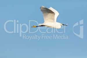 Great white egret Ardea alba bird flying