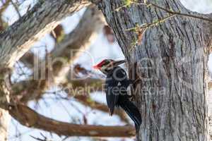Male pileated woodpecker bird Dryocopus pileatus taps on a bald