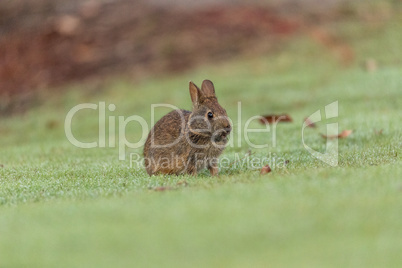 Baby Florida Marsh Rabbit Sylvilagus palustris