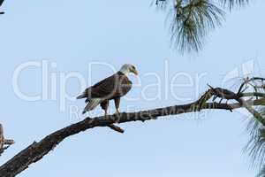 Bald eagle Haliaeetus leucocephalus bird of prey perches on a cy