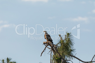 Bald eagle Haliaeetus leucocephalus bird of prey perches on a cy