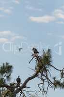 Blue jay dive bombs a Mated pair of Bald eagle Haliaeetus leucoc