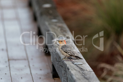 Perched red bellied woodpecker Melanerpes carolinus bird on a fe