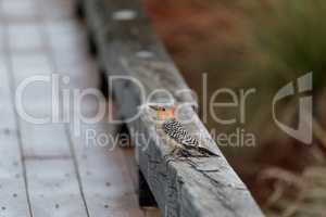 Perched red bellied woodpecker Melanerpes carolinus bird on a fe