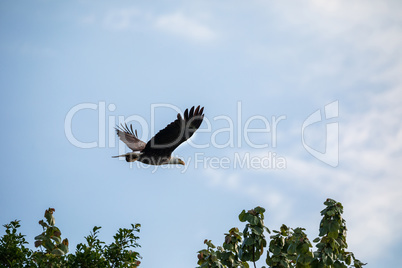 Flying Bald eagle Haliaeetus leucocephalus bird