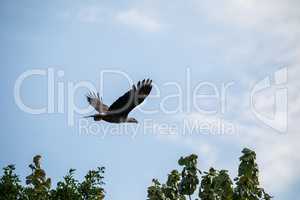 Flying Bald eagle Haliaeetus leucocephalus bird