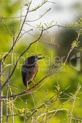 Cute little green heron Butorides virescens