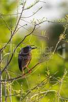 Cute little green heron Butorides virescens