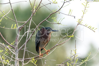 Cute little green heron Butorides virescens