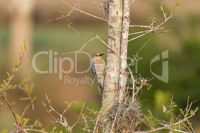 Small red bellied woodpecker Melanerpes carolinus bird