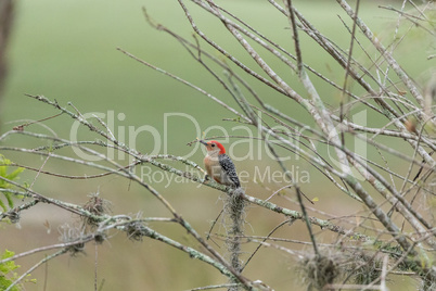 Small red bellied woodpecker Melanerpes carolinus bird