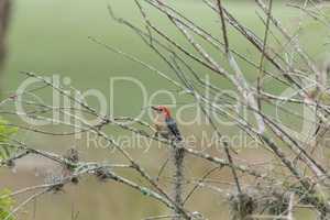 Small red bellied woodpecker Melanerpes carolinus bird