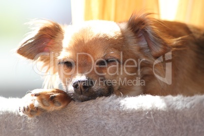 Chihuahua Chihuahua