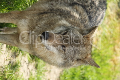 Wolf