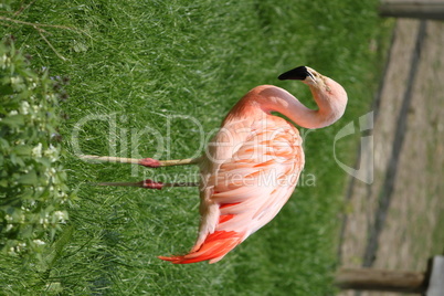 Flamingo Flamingo