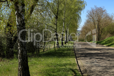 Birch alley along the road in spring
