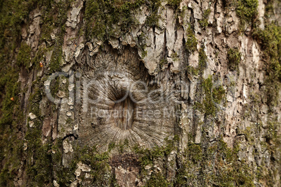 Hole in the bark of a tree in place of a broken branch
