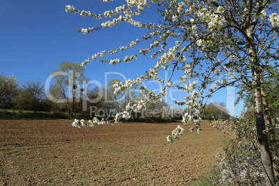 Spring. Spring landscape with flowering fruit trees.