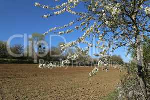 Spring. Spring landscape with flowering fruit trees.