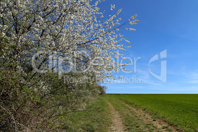 Spring. Spring landscape with flowering fruit trees.