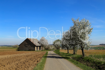 Spring landscape with flowering apple trees by the road
