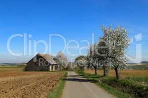 Spring landscape with flowering apple trees by the road