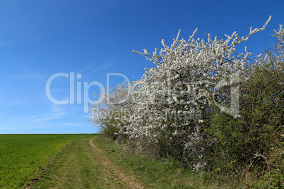 Spring. Spring landscape with flowering fruit trees.