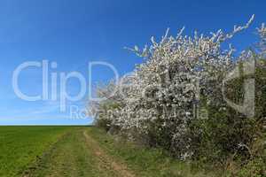 Spring. Spring landscape with flowering fruit trees.
