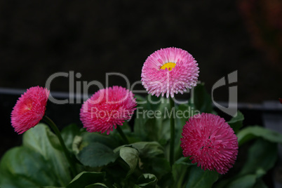 Beautiful red flowers against a dark background