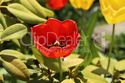 Beautiful blooming red tulips in spring closeup