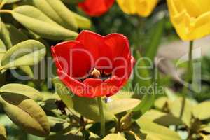 Beautiful blooming red tulips in spring closeup