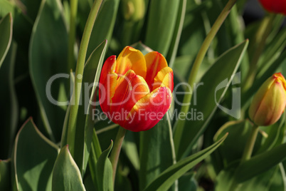 Beautiful blooming red tulips in spring closeup