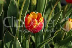 Beautiful blooming red tulips in spring closeup