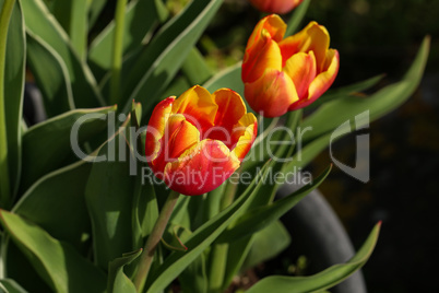 Beautiful blooming red tulips in spring closeup