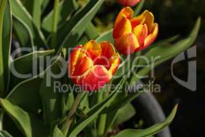 Beautiful blooming red tulips in spring closeup