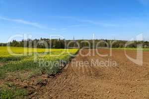 Spring landscape with rapefield and arable land