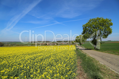 Spring landscape with bright yellow rapeseed fields