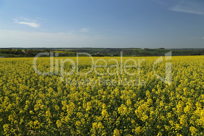 Raps Field. Cultivated colorful raps field in Germany.