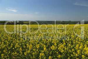 Raps Field. Cultivated colorful raps field in Germany.