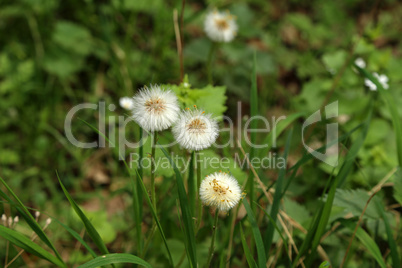 Faded dandelions on a background of green grass