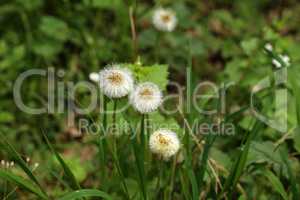 Faded dandelions on a background of green grass