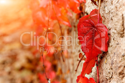 Red leaves close up.