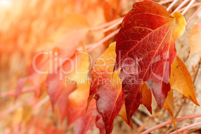 Red leaves close up.