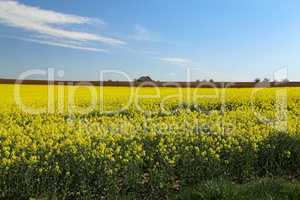 Raps Field. Cultivated colorful raps field in Germany.